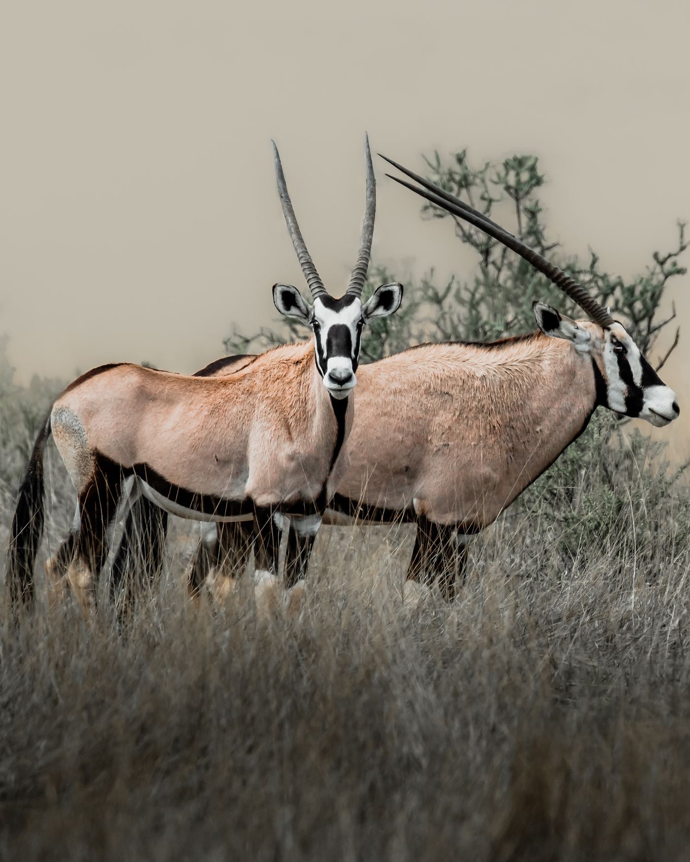 Zebra Etosha