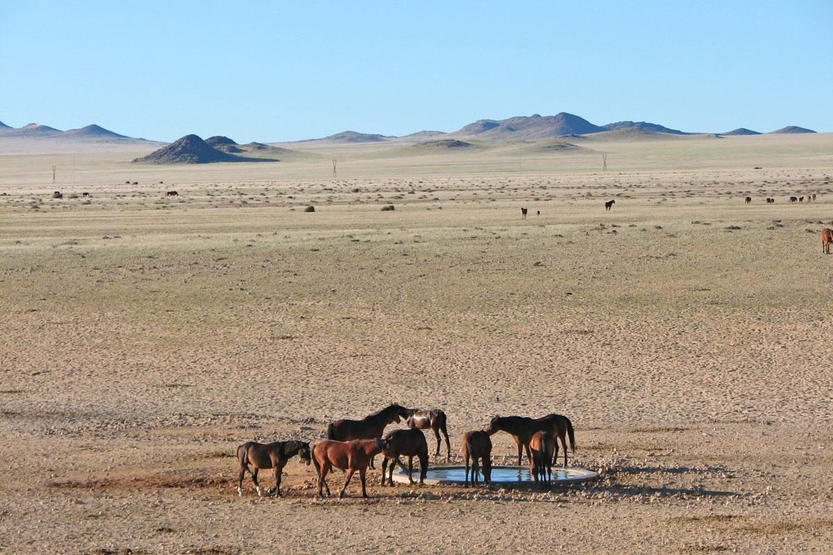 Wild Horses