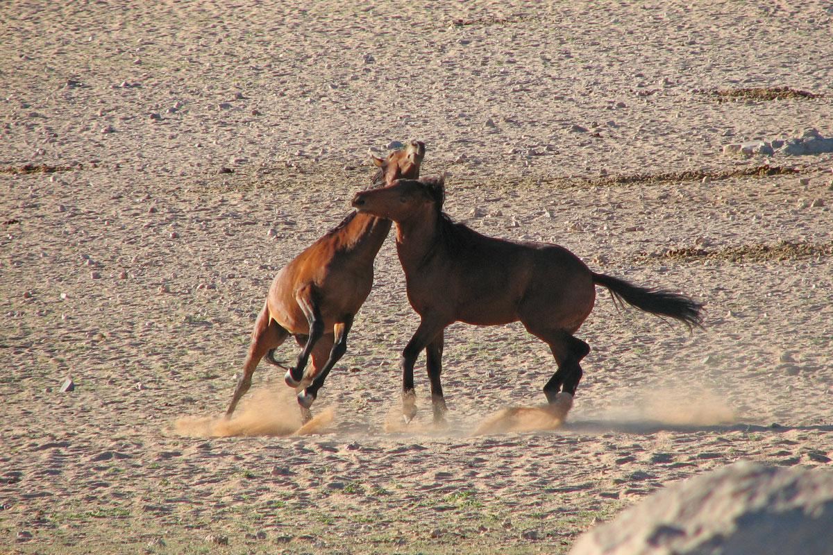 Wild Horses